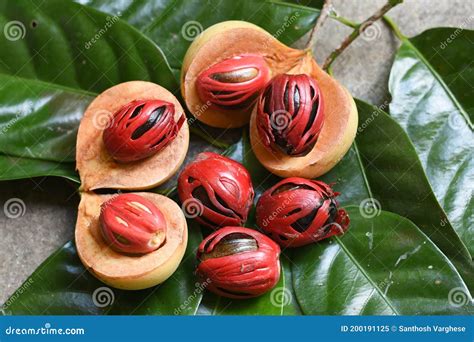 Nutmeg Many Isolated. Red Nutmeg Fruit, Seeds Kerala India Stock Image - Image of india, cook ...