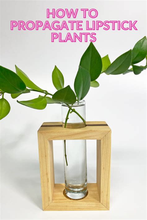 Lipstick Plant Propagation: 2 Simple & Effective Methods