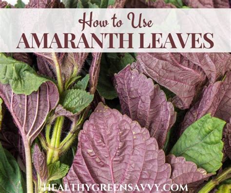 15 Cool Amaranth Leaves Recipes (Edible Amaranth Greens)