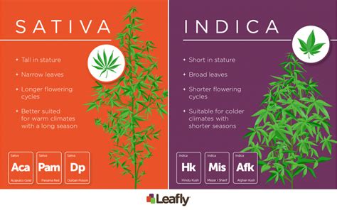 Indica, Sativa or Hybrid? The Origin and End of Cannabis Categorizing