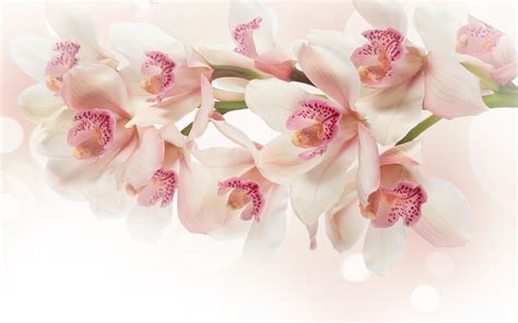 🔥 [50+] Pink Orchid Wallpapers | WallpaperSafari