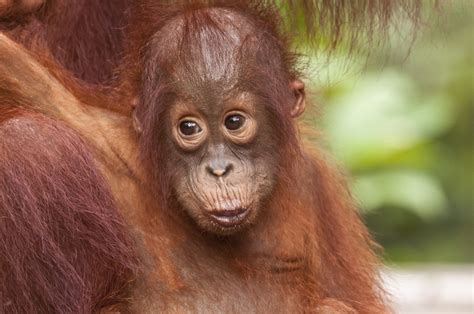 The Tapanuli Orangutan Great Ape Is Going Extinct - The life pile