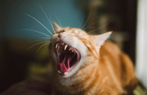 Premium Photo | Yawning cat