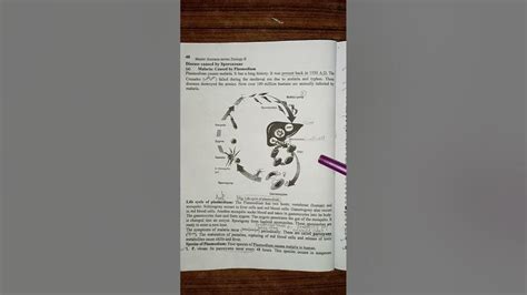 Phylum Apicomplexa | Class Sporozoa | Life cycle of plasmodium | Species of Plasmodium ...