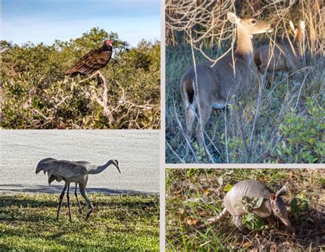 Animals at Lake Kissimmee State Park - Virily