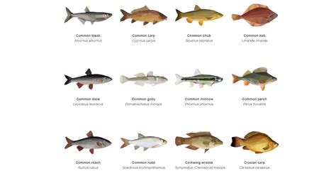 Guide To British Freshwater Fishes | ubicaciondepersonas.cdmx.gob.mx