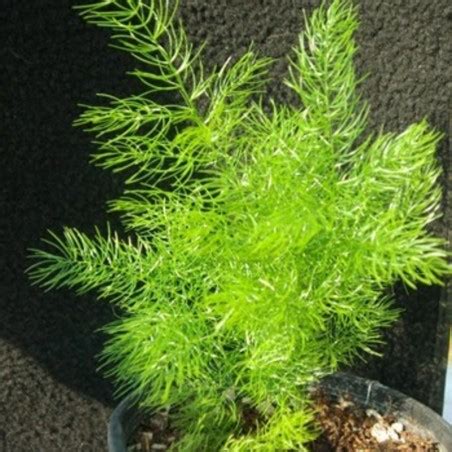 Buy Shatavari Plant Online at lowest price