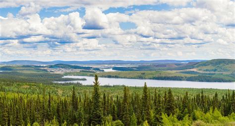 What To Know Of Alaska's Gigantic Boreal Forests (& How To Visit)