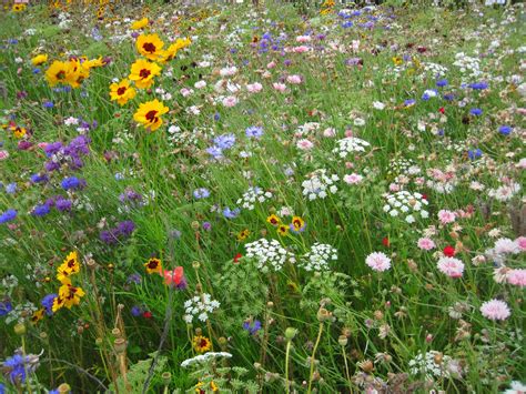 Free stock photo of colourful, flowers, grass