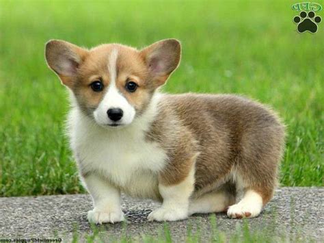 Corgi For Adoption Near Me | PETSIDI