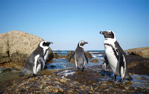 How to Swim with Penguins at Boulders Beach, Cape Town