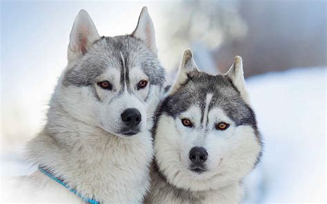 Siberian Husky Wallpapers - Wallpaper Cave