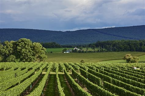 Drink Local: The Case for Pennsylvania Wine