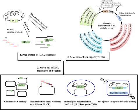 Frontiers | Recent Advances in Strategies for the Cloning of Natural ...