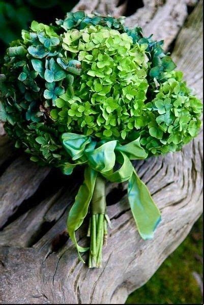 Green Hydrangeas Pictures, Photos, and Images for Facebook, Tumblr, Pinterest, and Twitter