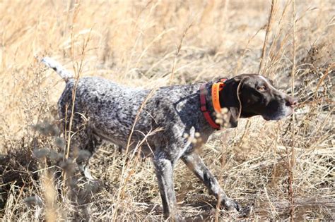 Here Are 5 Of The Best Hunting Dog Breeds | OutdoorHub