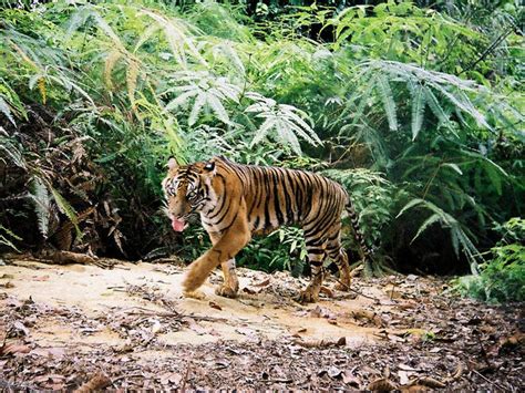 Sunda Tiger | Species | WWF