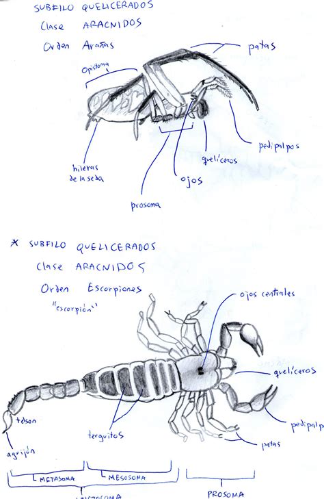 Anatomy of Chelicerata (spider and scorpio) by GoraTxapela on DeviantArt