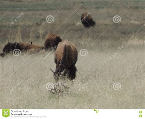 Buffalo stock image. Image of buffalo, running, land - 71279079