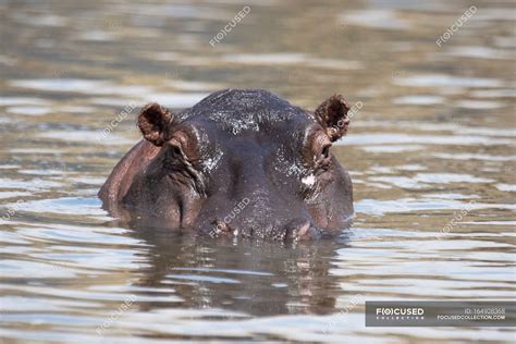 Hippopotamus swimming In Water edge — background, zoology - Stock Photo ...