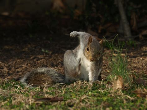 [OC] This squirrel doing a super hero pose : pics