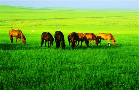 Hulunbuir Tours: Hulunbuir Grassland Travel, Transportation & Map