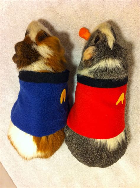 1000+ images about Guinea Pig Costumes on Pinterest | Cavy, Guinea pigs and Pet halloween costumes