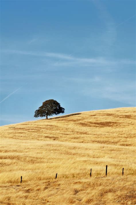 lone tree | Lone tree, Design research, Photo sharing