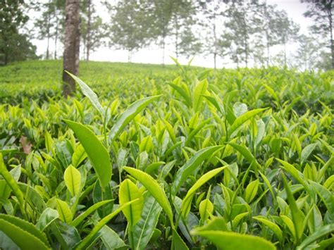 Tea Plantations of Kerala | Tea Estates | Kerala | Kerala