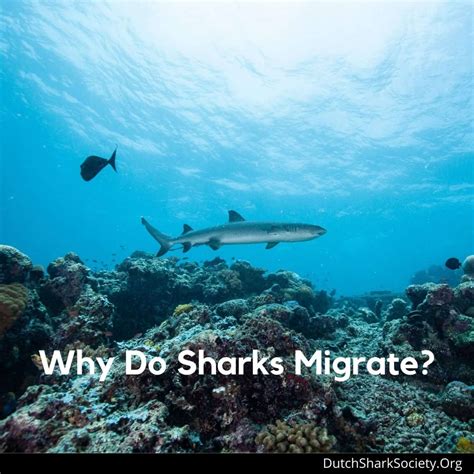 Why Do Sharks Migrate? (4 Causes for Shark Migration)