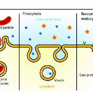 The EGF signaling pathway (picture taken from [3]). | Download Scientific Diagram