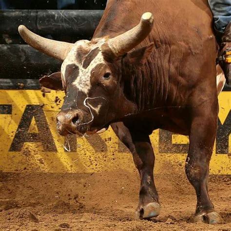 Bushwacker, PBR Bucking Bull: a collection of Other ideas to try | Cowboys, In las vegas and Rodeo