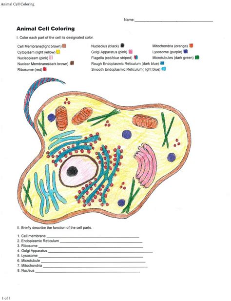 Animal And Plant Cell Coloring Worksheet Answers - Herbalful