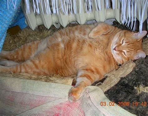 Create meme "fat ginger cat, fat cat, fat cat" - Pictures - Meme ...