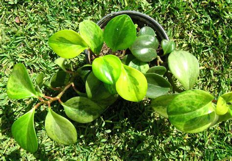 Peperomia Plant Care | Today's Gardener