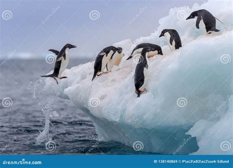 Jumping Penguin. an Adelie (AdÃ©lie) Penguin Jumps on To an Iceberg ...