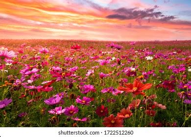 73+ Background Flower Field free Download - MyWeb