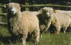 Lincoln longwool | Sheep breeds, Sheep, Animals