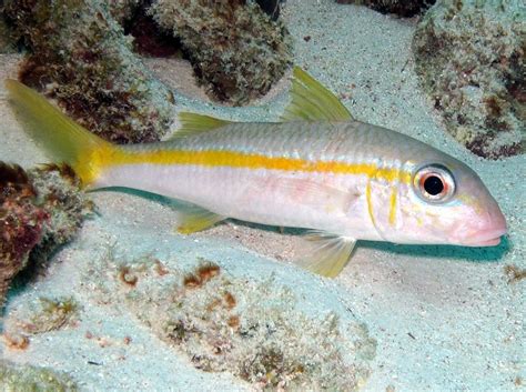 Yellow Goatfish - Mulloidichthys martinicus Deep Water, Bonaire, Gulf Of Mexico, Poseidon, Coral ...