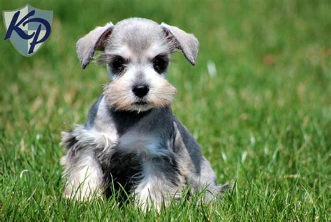 Bentley – Schnauzer – Mini Puppies for Sale in PA | Keystone Puppies | Mini Schnauzer Puppies ...