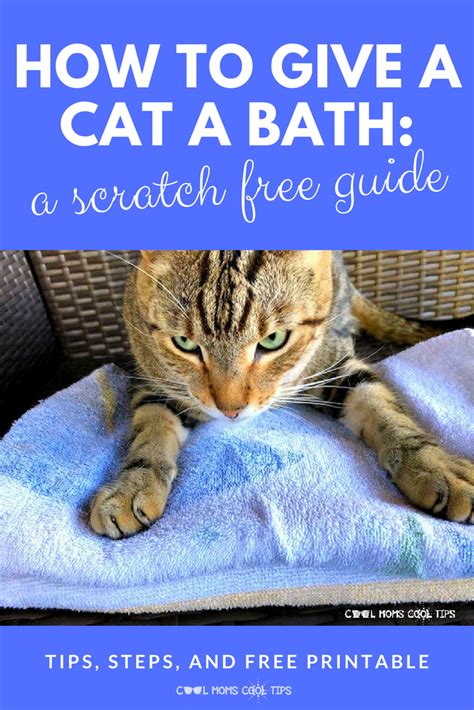 How To Bath A Stinky Older Cat – Munchkin Kitten Store