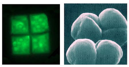 Archaebacteria | Definition, Pictures & Examples - Lesson | Study.com