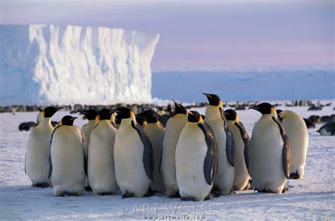 Art Wolfe: In search of Emperor Penguins in Antarctica: Digital Photography Review