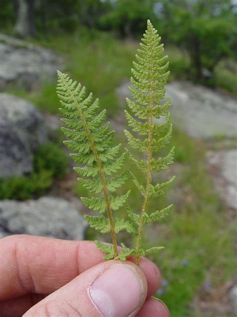 Woodsia ilvensis (rusty cliff fern): Go Botany