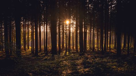 Sunlight Passing Through Dark Trees In Forest During Sunset Time 4K HD Nature Wallpapers | HD ...