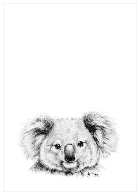 Koala Pencil Drawing Fine Art Prints and Sketches | Australian Wildlife by Natalie Jane Parker