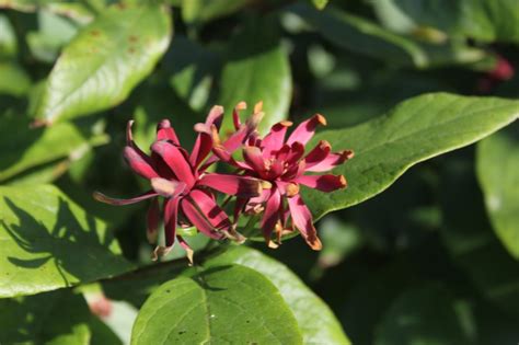 Calycanthus occidentalis | QJURE.com