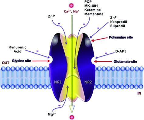 NMDA receptor and binding sites of various neurotransmitters including ...