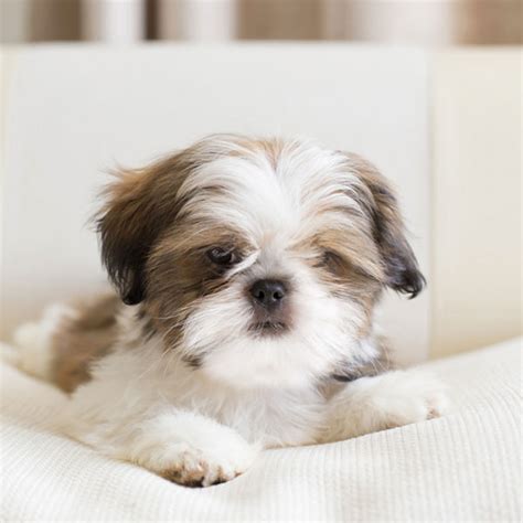 #1 | Shih Tzu Puppies For Sale By Uptown Puppies