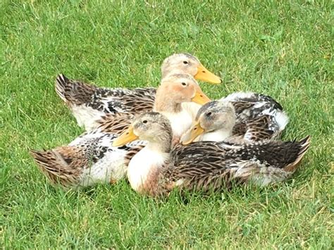 Silver Appleyard ducklings | Down on the farm, Ducklings, Farm